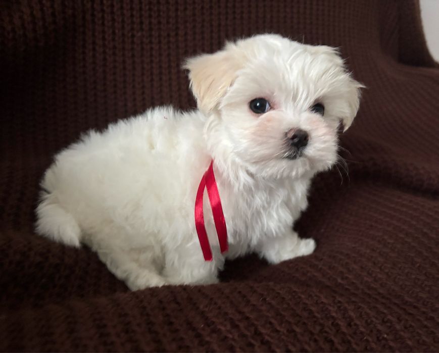 Maltanczyk szczeniak suczka