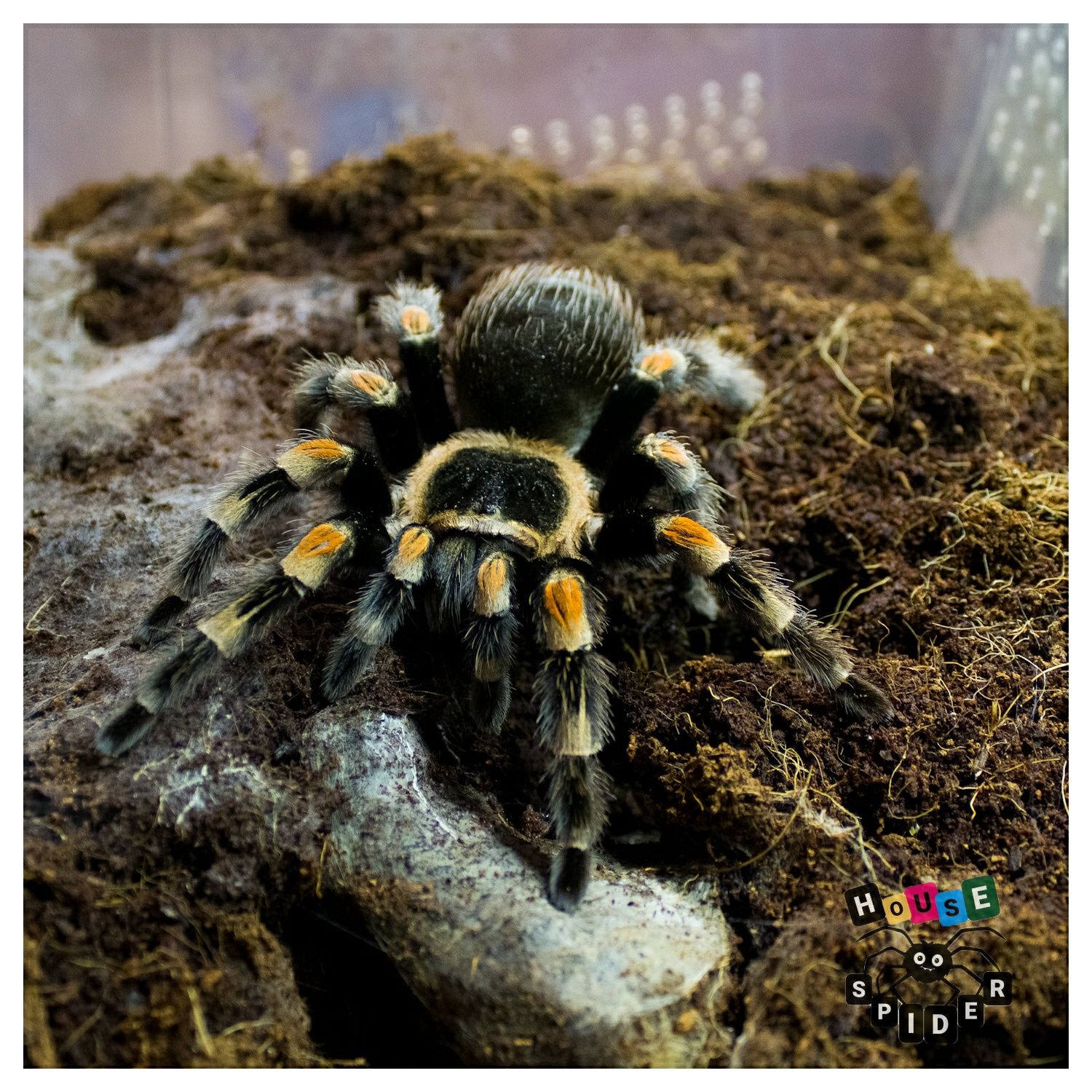 Для новичков пауки птицееды brachypelma hamorii