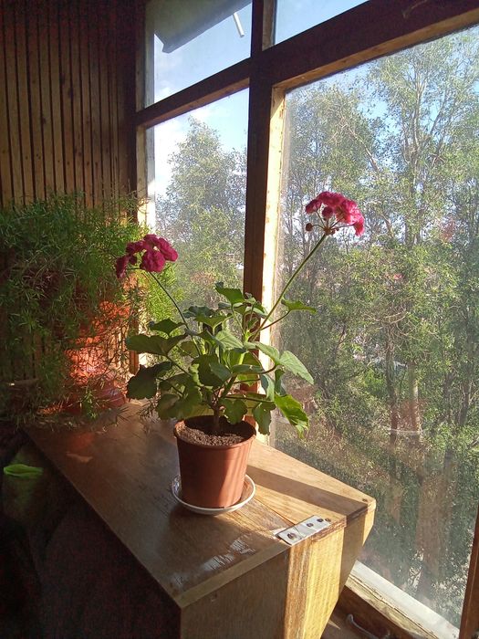 Пеларгония Розалинда, маточник.