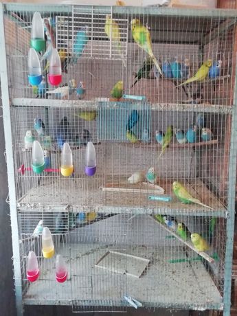 Продам Волнистых попугаев