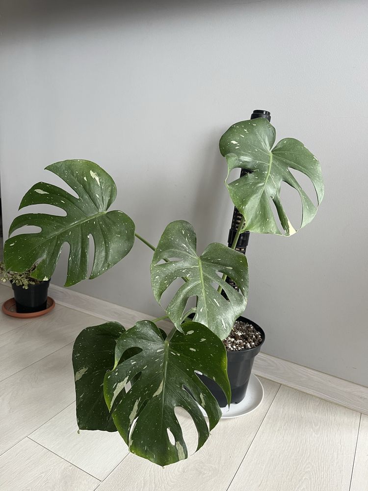 Monstera thai constelation