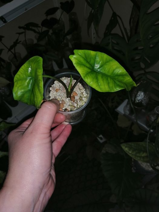 Алоказия много сортов.