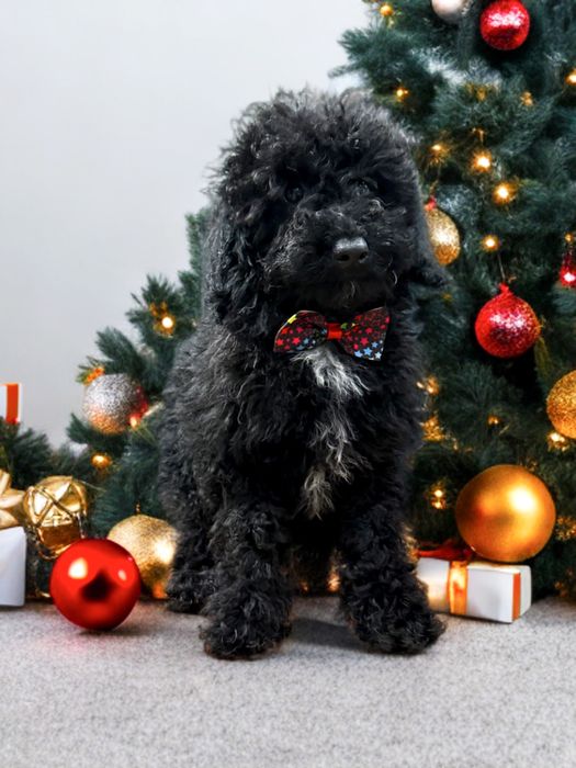 „BENEK” Pudel Miniaturowy