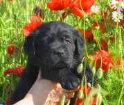 Labrador Retriever- czekoladowy piesek
