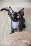 Bianka czarna kotka Devon rex