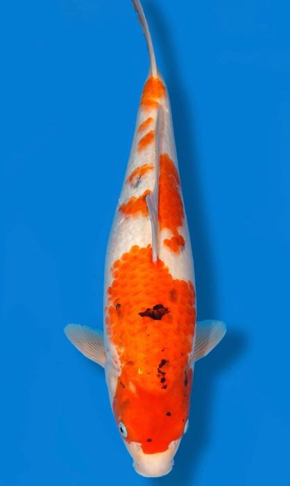 Carpa koi japonesa