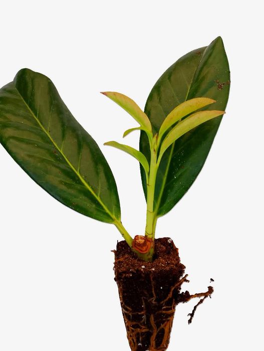 laurowiśnia Genolia, Herbergii, Otto Luyken, Mount Vernon  w multi.