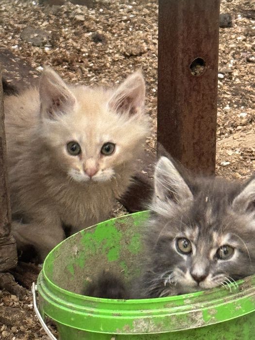 Котята Мейн-Кун ( 3 місяці)