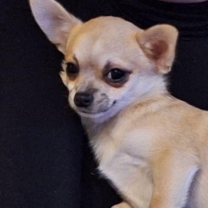 Śliczny beżowo biały szczeniaczek chihuahua krótkowłosy zarezerwowany