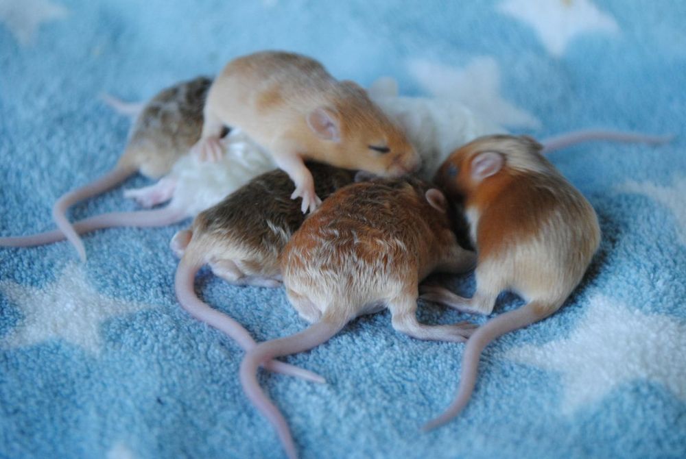 Сатиновые мышки, длинношерстные кучерявые мыши