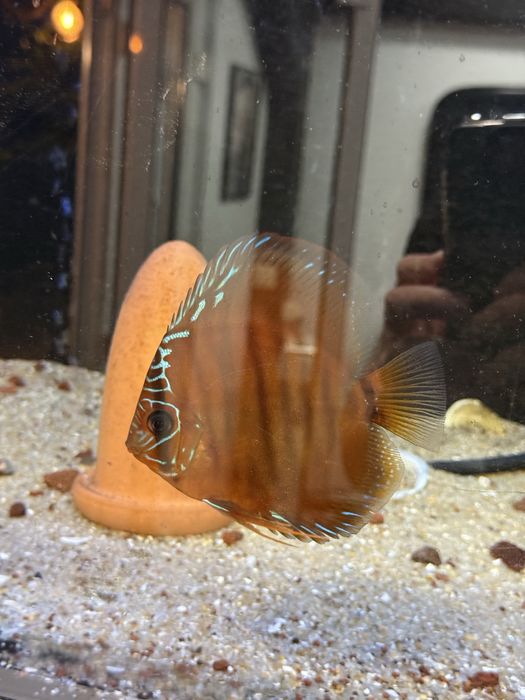 3 Discus entre 13 e 16 cm conjuntos 110€