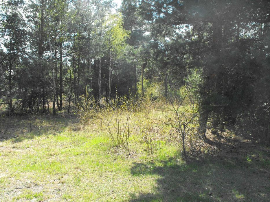 Działka budowlana - 3000 mkw - w lesie nad Pilicą