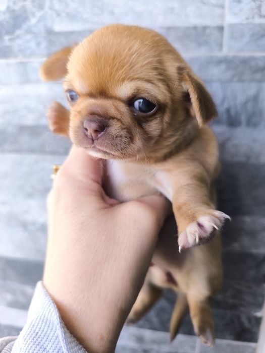 Chocolate Menino de  Olhos Azuis. Isabella ( côr)