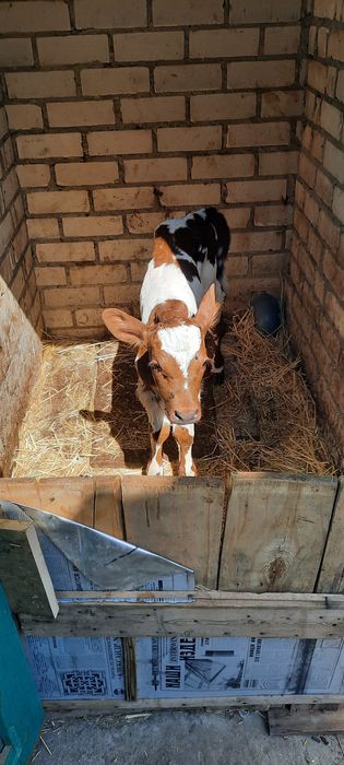 Продам теличку с. Чорнобаївка