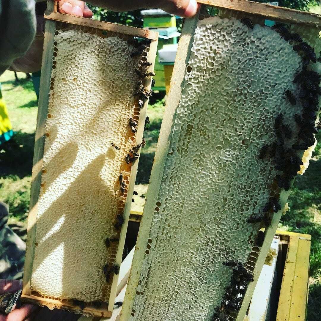 продам власних бджіл на 4х рамках