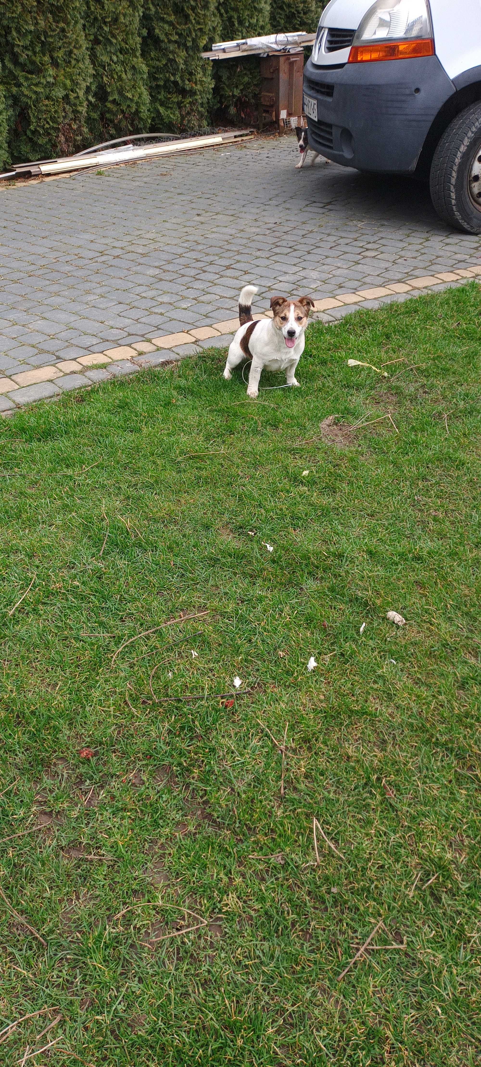 Jack Russell terrier-suczka 9-miesięcy