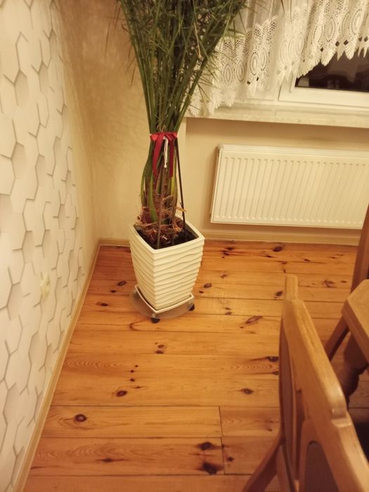 Duża palma do mieszkania