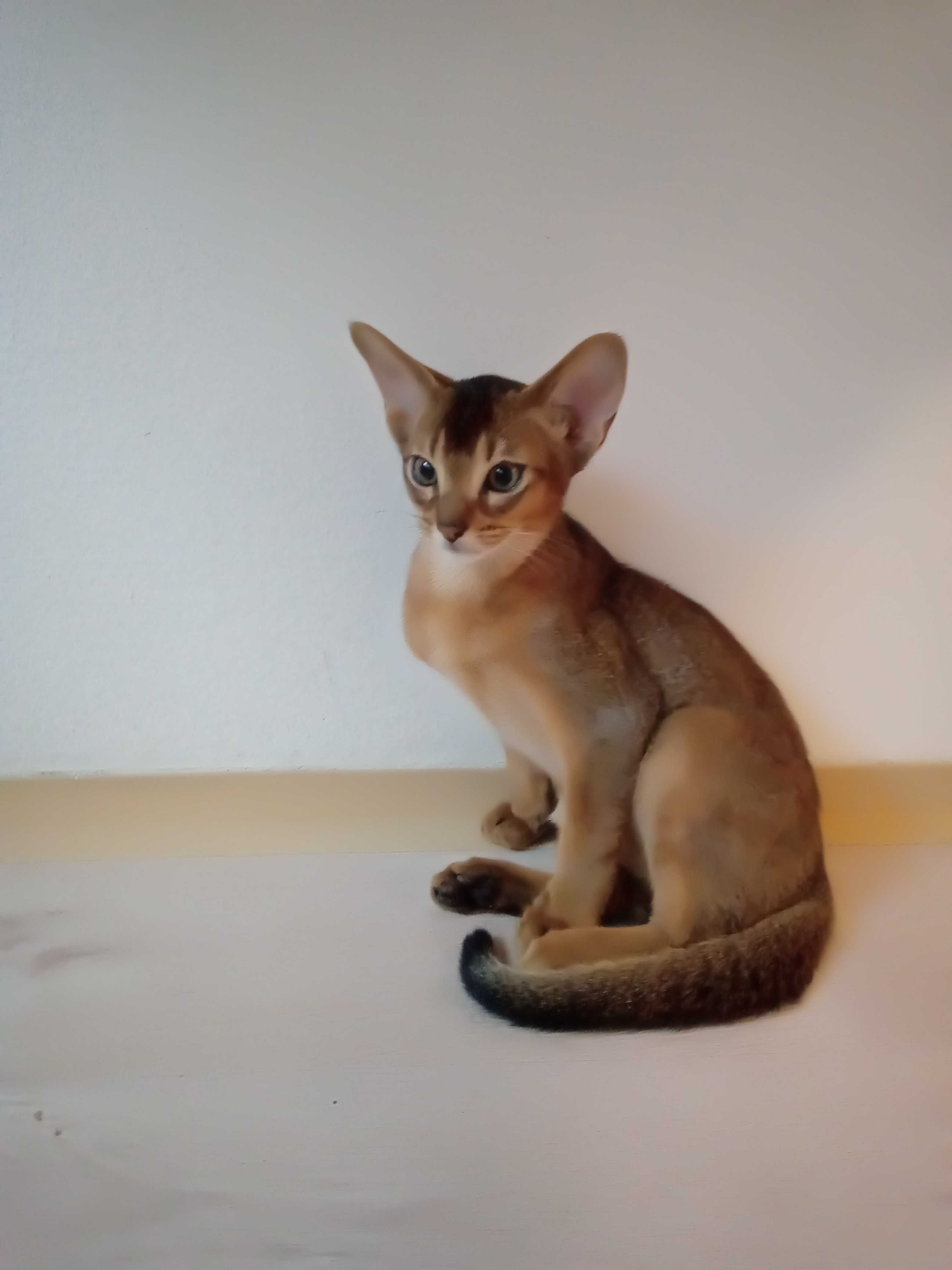 Продам абиссинского кота