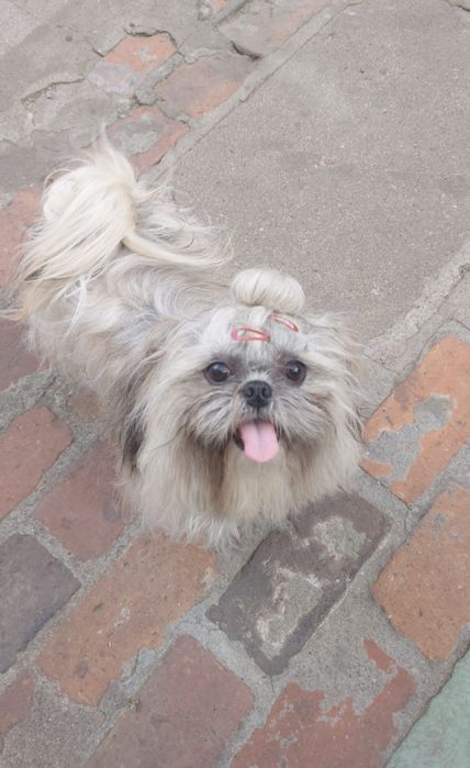 2 krycia  Shih-Tzu-pies reproduktor z rodowodem