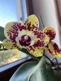 Сортовая орхидея восковая