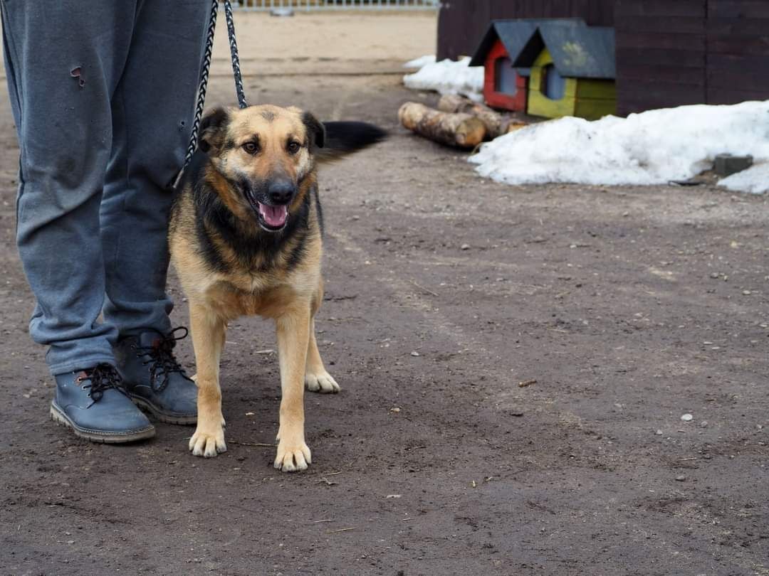 LINDA cudowna sunia kochająca ludzi i świat poleca się do adopcji