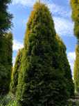Thuja Golden Smaragd 240-300 cm i inne żywopłot Transport