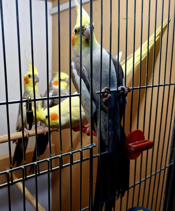 Papuga nimfa młoda 2025r.