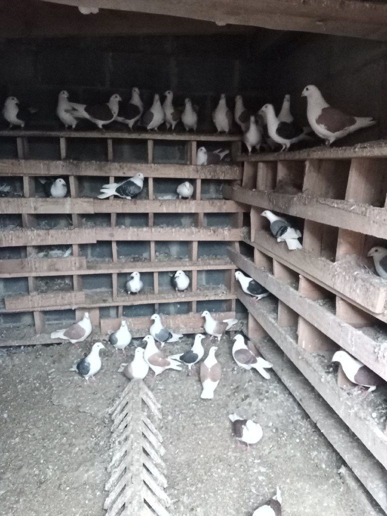 Gołębie boki  śląskie tarczowe 40 sztuk do sprzedania