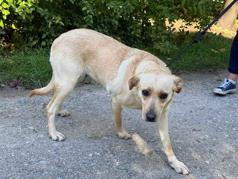 Hortensja- mini labrador do adopcji