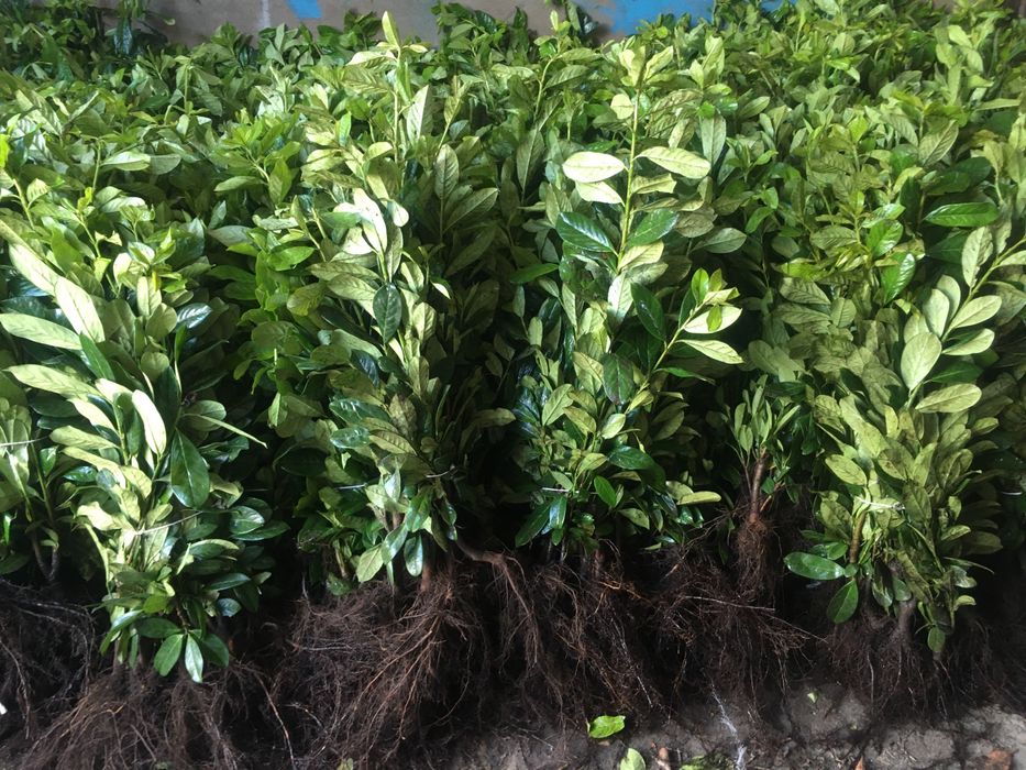 Laurowiśnia Rotundifolia Novita i inne