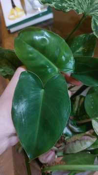 Philodendron burle marx