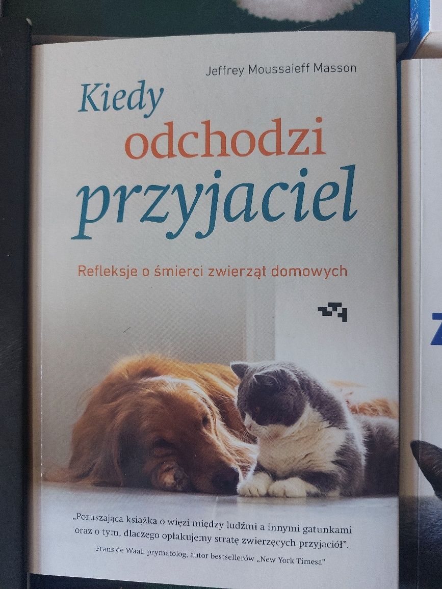 6 razy koty! Nowe, idealne!