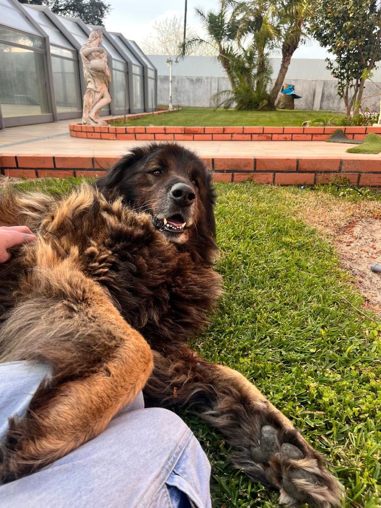cão Serra da Estrela