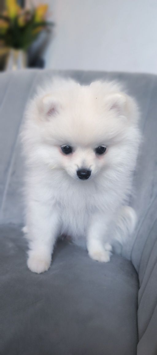Szpic Miniaturowy - Pomeranian - Biała dziewczynka!