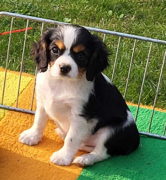 Cavalier King Charles Spaniel