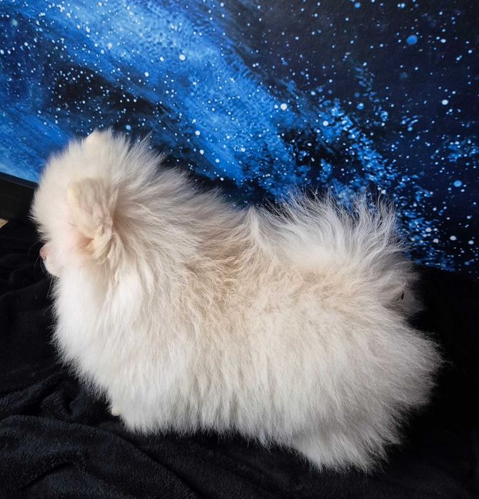 Pomeranian Seila – urocza suczka gotowa do zmiany domu
