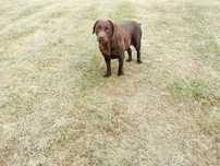 Sprzedam suke Labrador czekoladowy