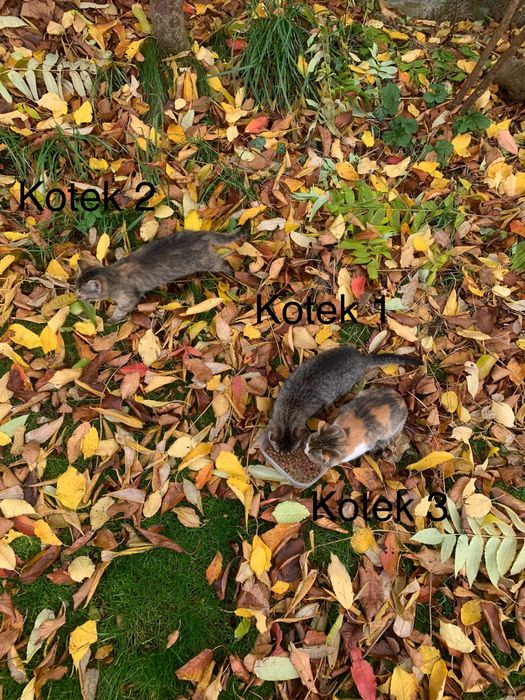 Urocze kociaki szukają kochających domów