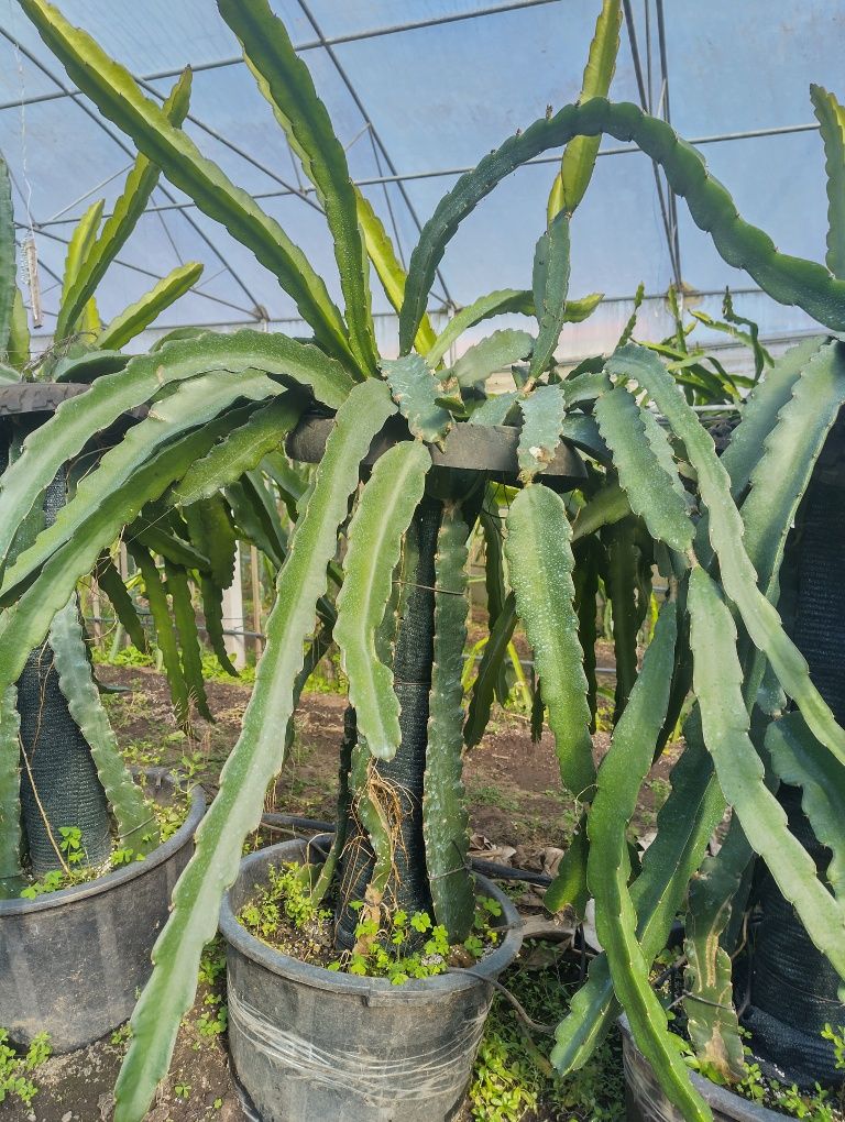 Pitaya plantada em cesto