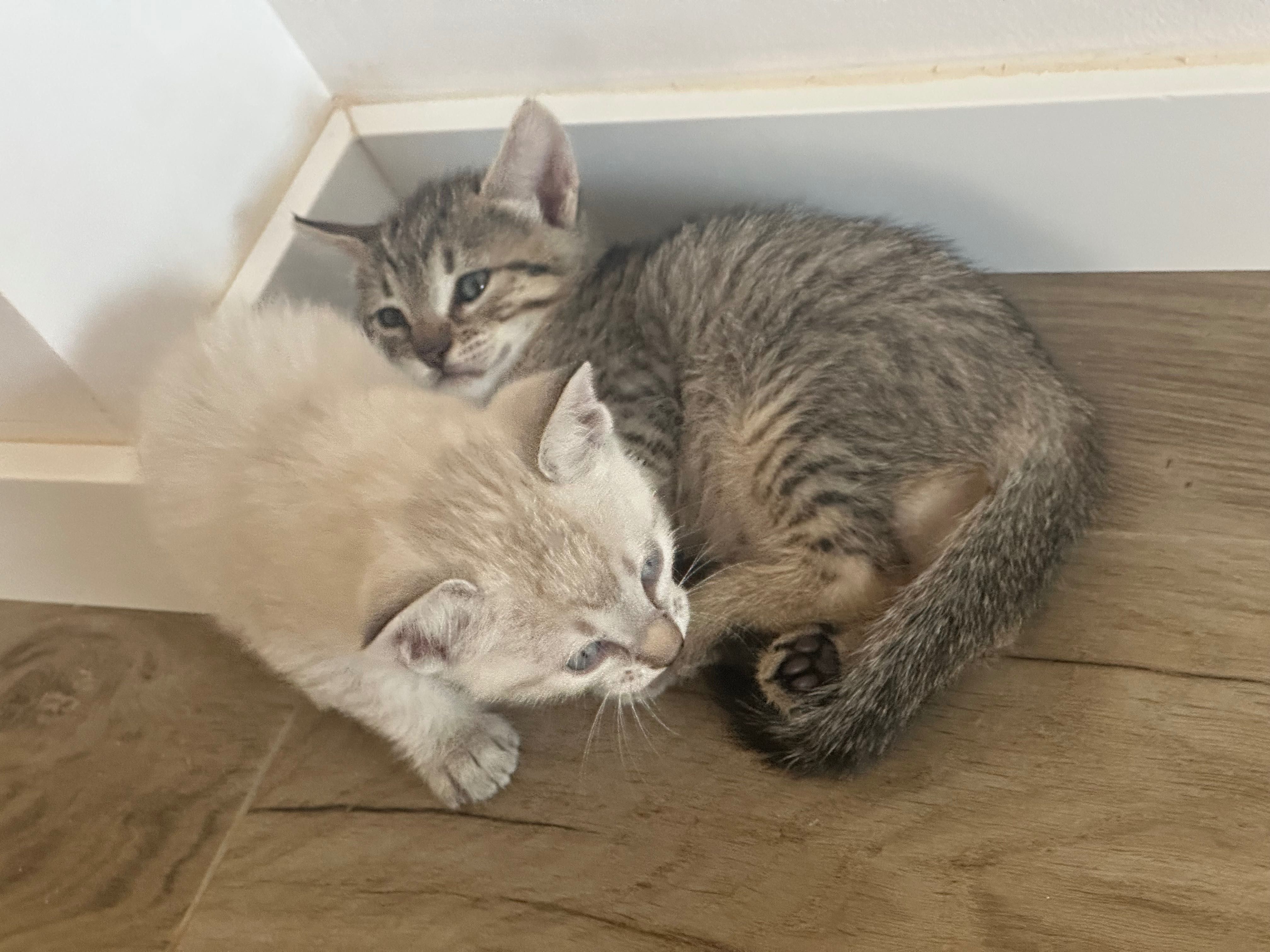 Gatinhos para dar