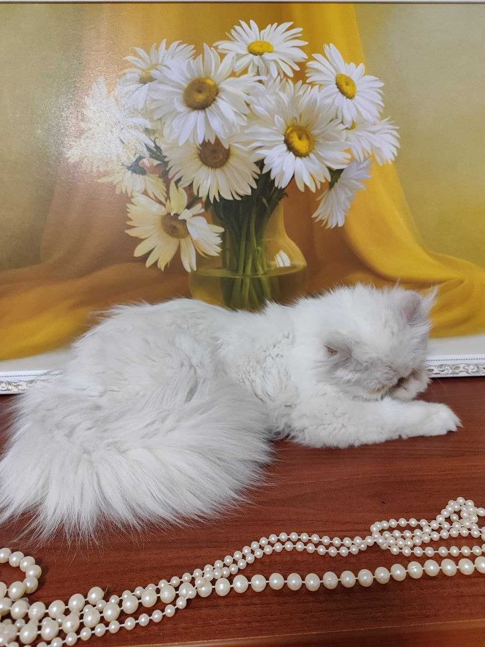 Чарівна персидська кішечка