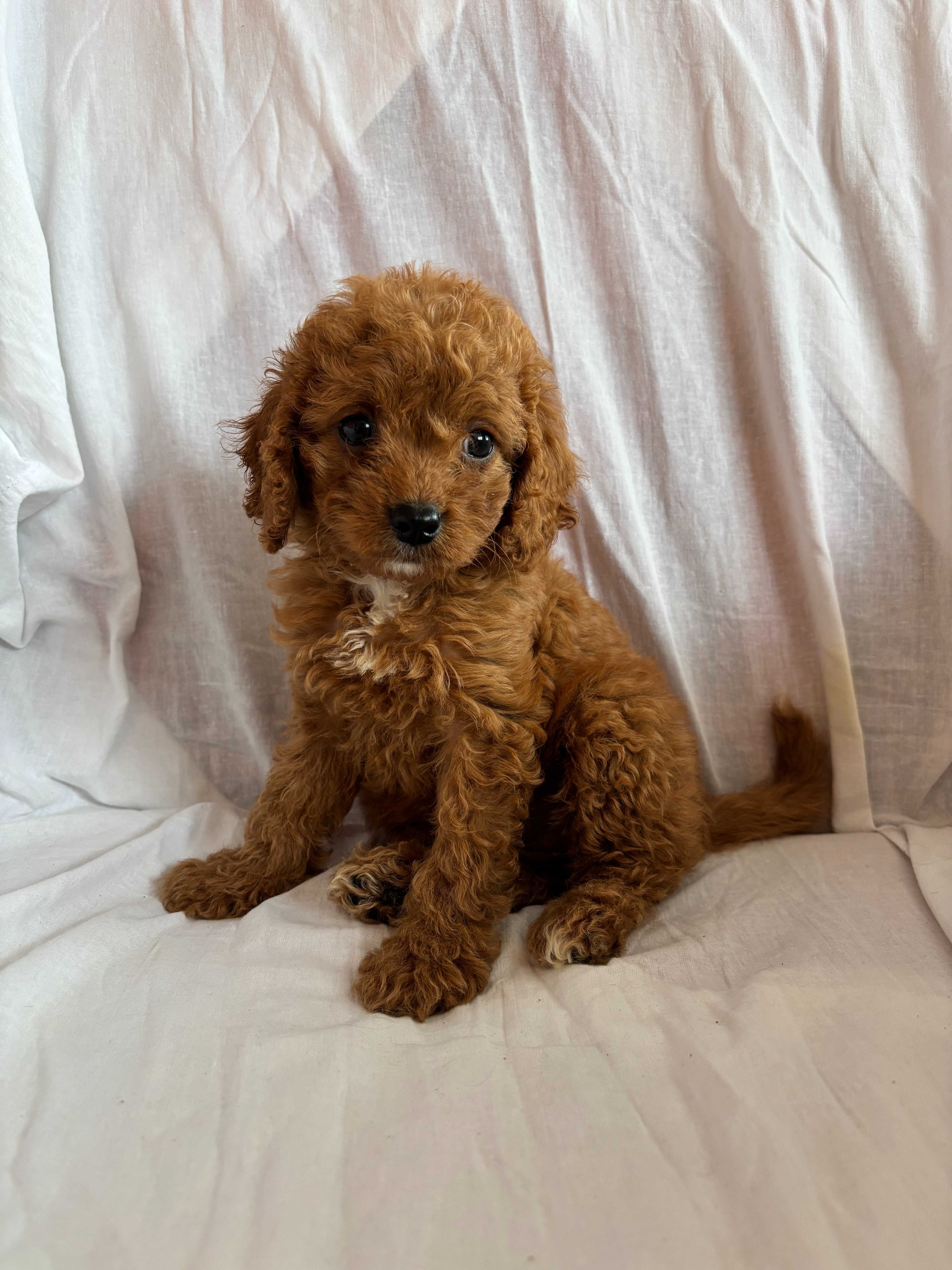 Suczka rasy Cavapoo