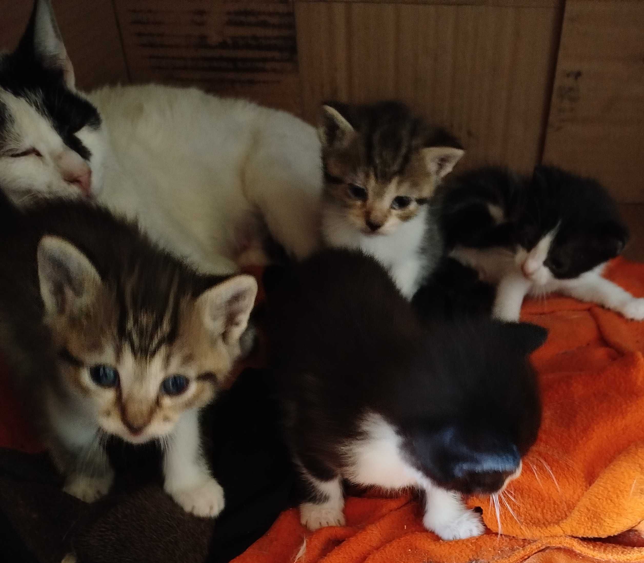 Gatinhas para adopção