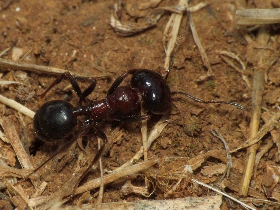 Экзотические муравьи Messor wasmanni /Екзотичні мурахи / Для новичков