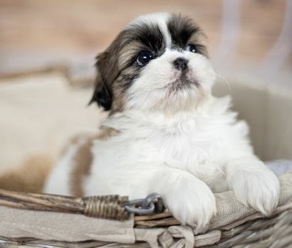 Shih tzu piesek rezerwacja