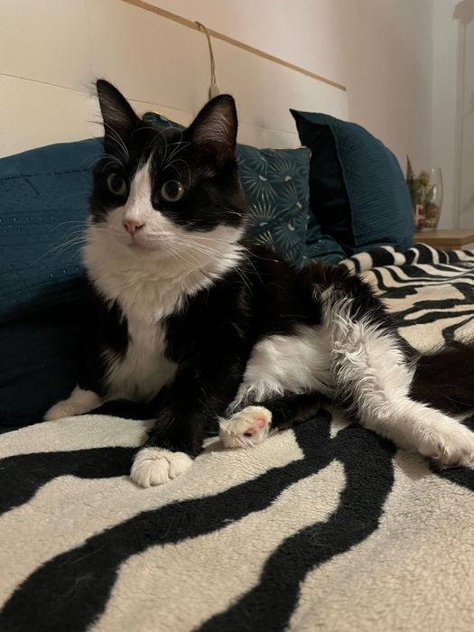 Adoção/acolhimento conjunto urgente