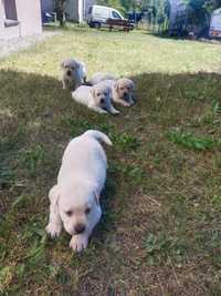 Labrador retriever biszkoptowy