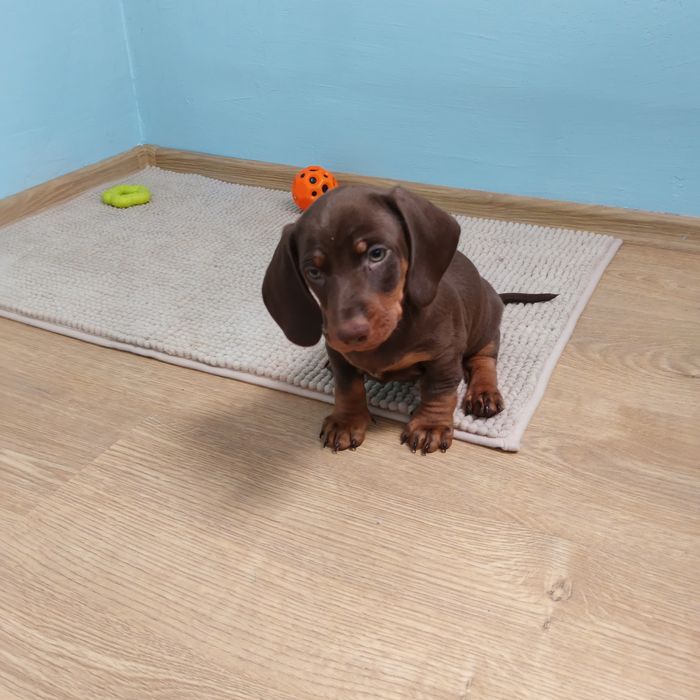 Brązowy podpalany piesek jamnika