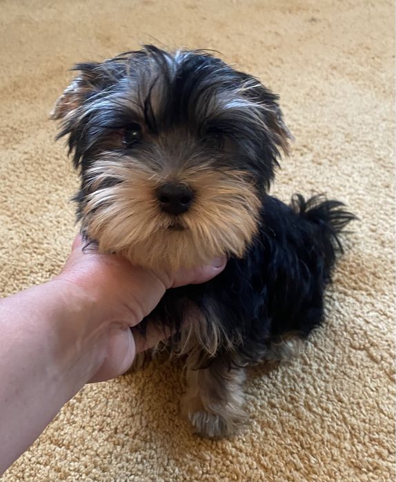 Чудесный мальчик йорка