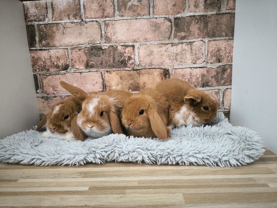 Króliczki karzełki baranki czerwone srokate mini króliki